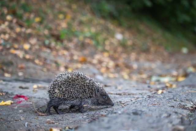 的竞技氛围 的竞技氛围